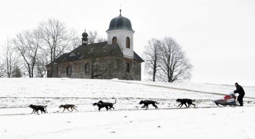Седивакув — гонки на собачьих упряжках в Чехии (18 фото)
