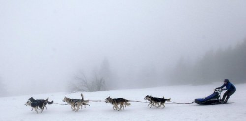 Седивакув — гонки на собачьих упряжках в Чехии (18 фото)