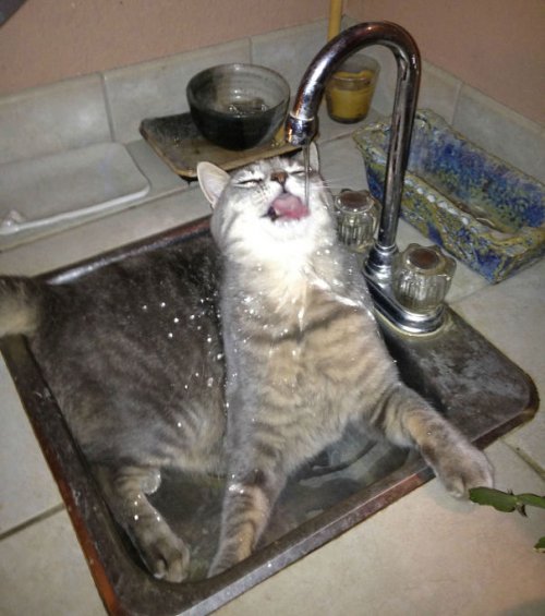 Кошки, которые любят воду (37 фото)