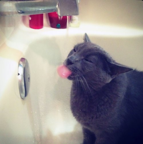 Кошки, которые любят воду (37 фото)