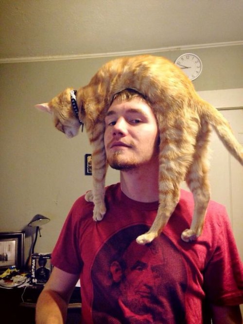 Кошки вместо шапок (29 фото)
