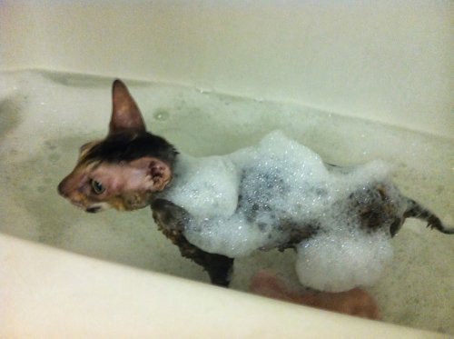 Кошки тоже принимают ванну (11 фото)