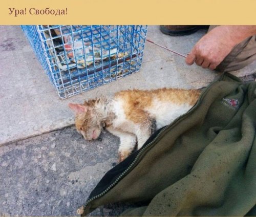Люди спасли кошку, застрявшую в трубе (10 фото)