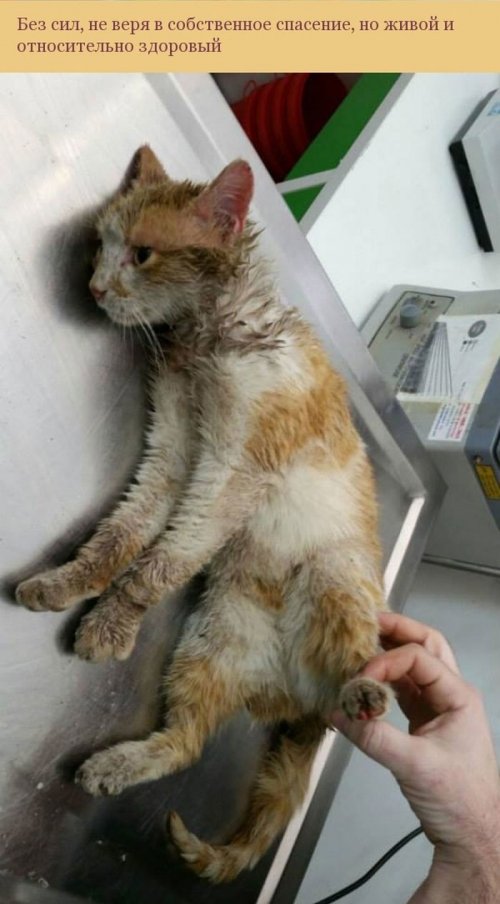Люди спасли кошку, застрявшую в трубе (10 фото)