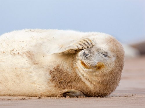 Смеющиеся тюлени (16 фото)