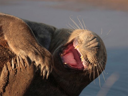 Смеющиеся тюлени (16 фото)
