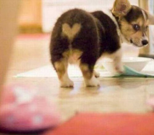 Собаки с сердечками на шерсти (10 фото)