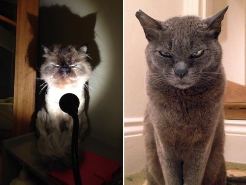 Коты, чей смертоносный взгляд способен поглотить вашу душу (17 фото)