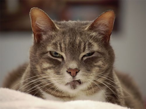 Коты, чей смертоносный взгляд способен поглотить вашу душу (17 фото)
