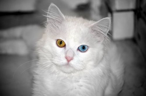 Необычные животные с глазами разного цвета (34 фото)