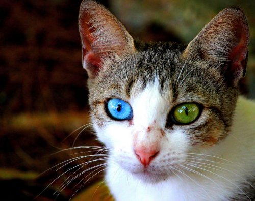 Необычные животные с глазами разного цвета (34 фото)