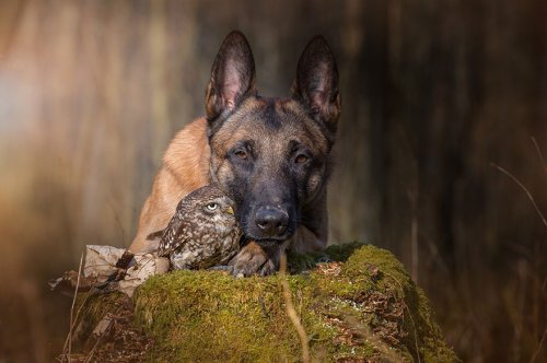 Необычная дружба овчарки Инго и совы Польди (14 фото)