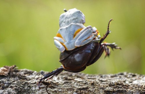 Самое крошечное родео в мире: лягушка верхом на жуке (9 фото)