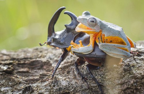 Самое крошечное родео в мире: лягушка верхом на жуке (9 фото)
