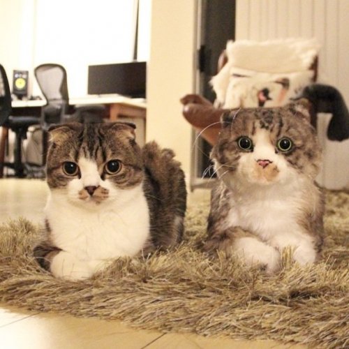 Плюшевые двойники домашних питомцев от Cuddle Clones (18 фото)