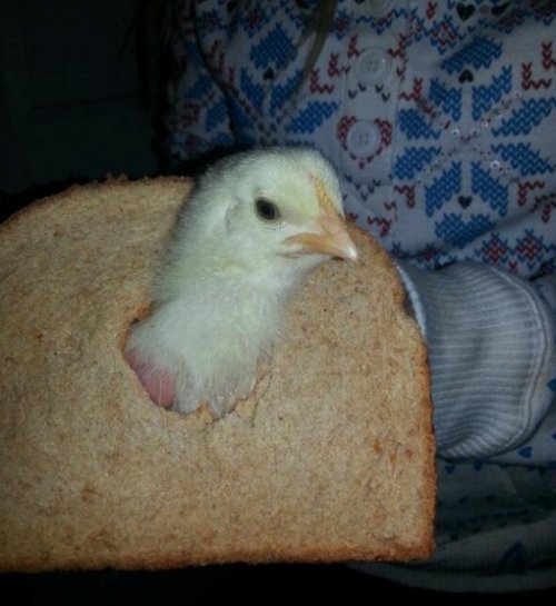 Смешные животные, которые любят есть хлеб (10 фото)