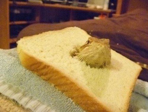Смешные животные, которые любят есть хлеб (10 фото)