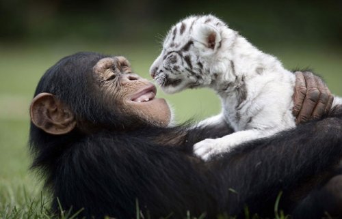 Топ-13: Редкие, но невероятно милые примеры дружбы в мире животных (14 фото + 4 видео)