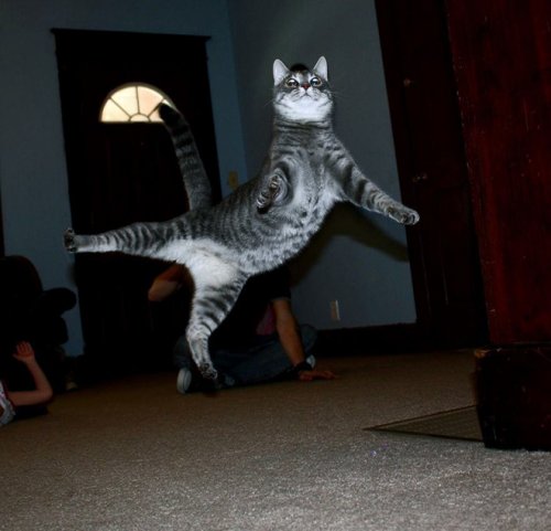Летающие кошки (18 фото)