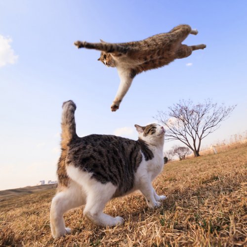 Летающие кошки (18 фото)