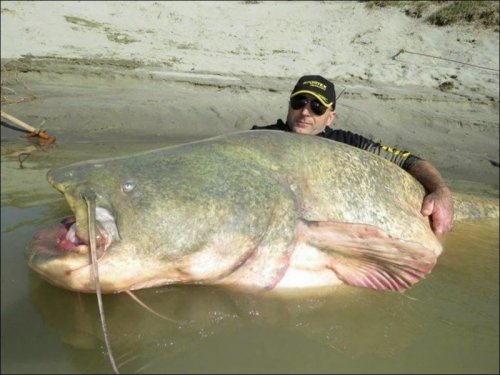 Итальянские рыбаки выловили 127-килограммового сома (5 фото)