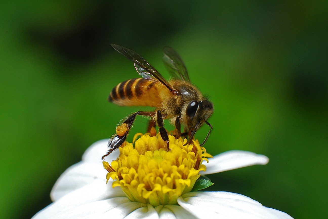 Пчела целом. Медоносная пчела. Гималайская медоносная пчела. Медоносная пчела фото. Медоносы для пчел.