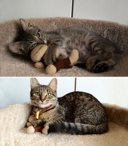 Кошки в серии фотографий "тогда и сейчас" (34 фото)