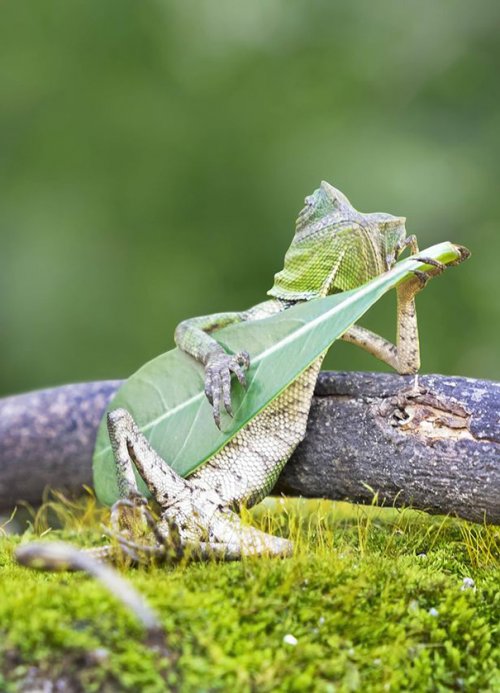 Забавная фотография ящерицы, будто играющей на гитаре (3 фото)