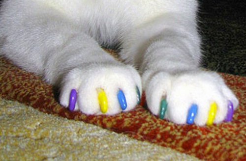 Кошки с разноцветными когтями (10 фото)