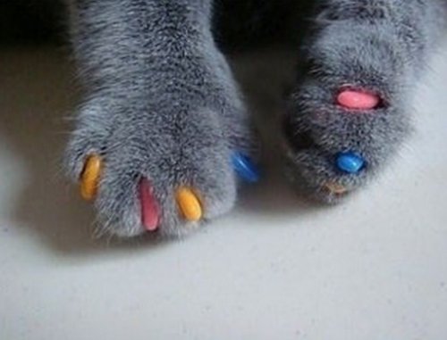 Кошки с разноцветными когтями (10 фото)