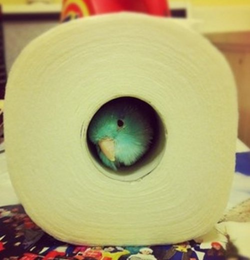 Животные внутри рулона из-под туалетной бумаги (10 фото)