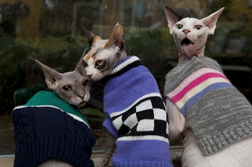 Кошки в тёплой одёжке (18 фото)