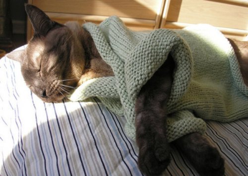 Кошки в тёплой одёжке (18 фото)