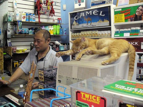 Магазинные кошки (16 фото)
