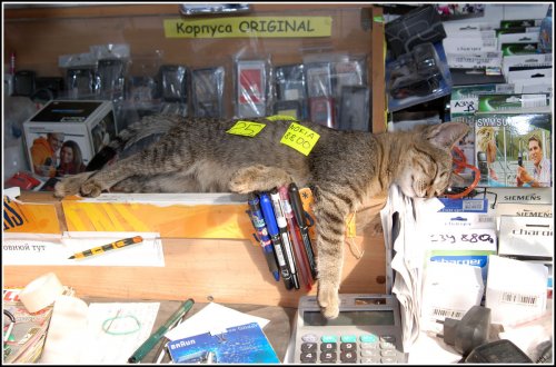 Магазинные кошки (16 фото)