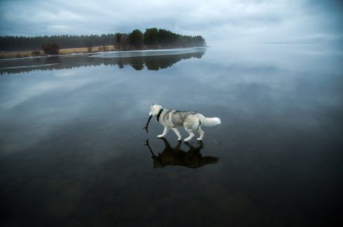 Чарующие фотографии сибирских хаски на зеркальном озере (14 фото)