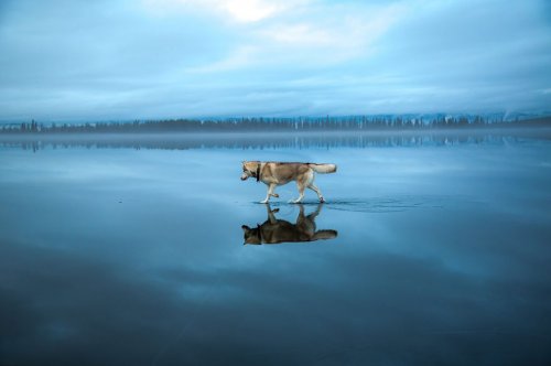 Чарующие фотографии сибирских хаски на зеркальном озере (14 фото)