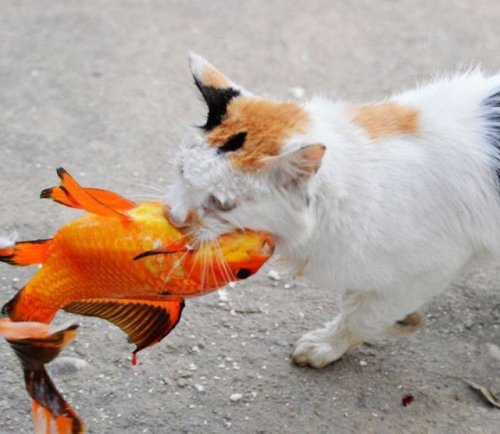 Голодная кошка поймала в пруду большую золотую рыбку (10 фото)