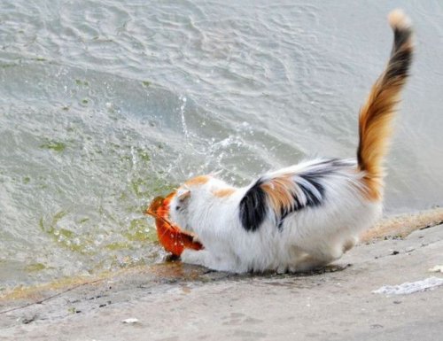 Голодная кошка поймала в пруду большую золотую рыбку (10 фото)