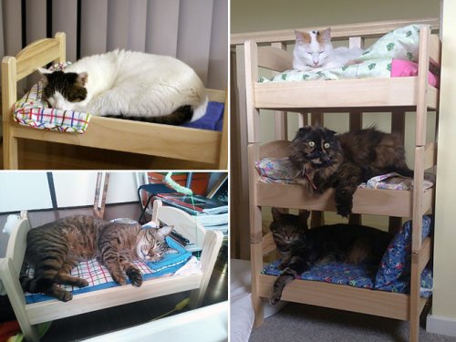 Кошки в кукольных кроватках (15 фото)
