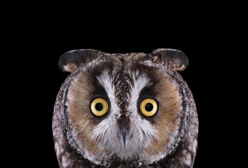Мистические совы в фотопроекте Брэда Уилсона (18 фото)