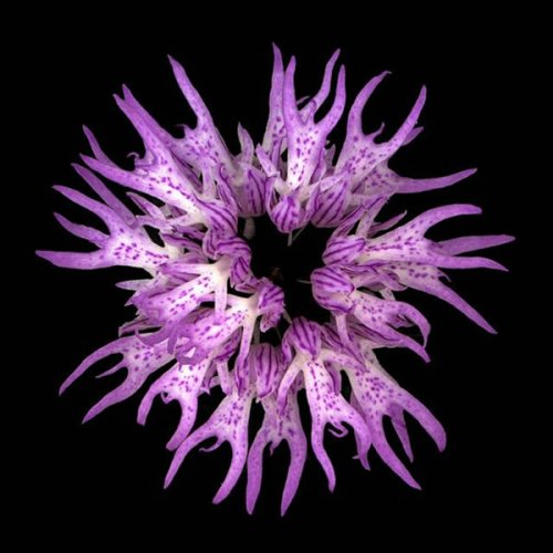 Топ-10: Самые необычные цветы в мире