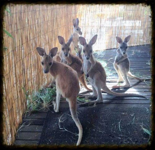Любящий дом для осиротевших кенгурят (16 фото)