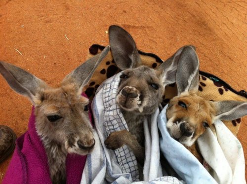 Любящий дом для осиротевших кенгурят (16 фото)