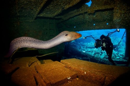 Победители конкурса "Лучший подводный фотограф 2015 года" (15 фото)