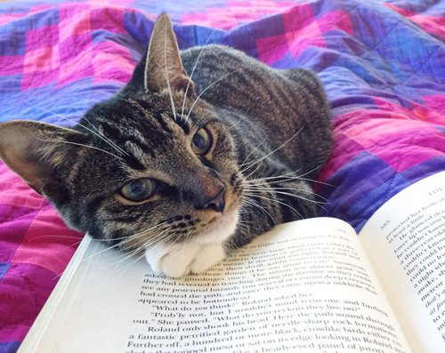 Кошки, которые мешают читать (31 фото)