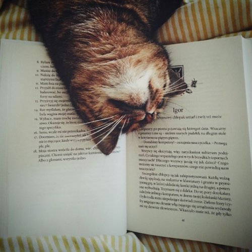 Кошки, которые мешают читать (31 фото)