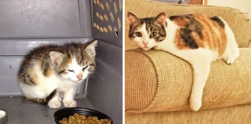 Кошки до и после спасения (30 фото)