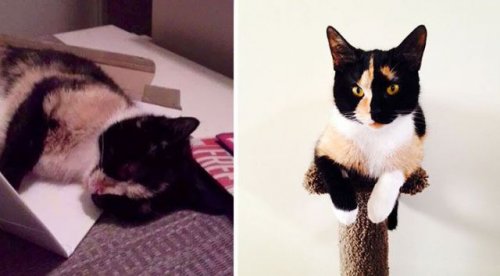 Кошки до и после спасения (30 фото)