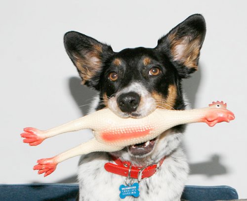 Забавные собаки со своими любимыми игрушками (28 фото)